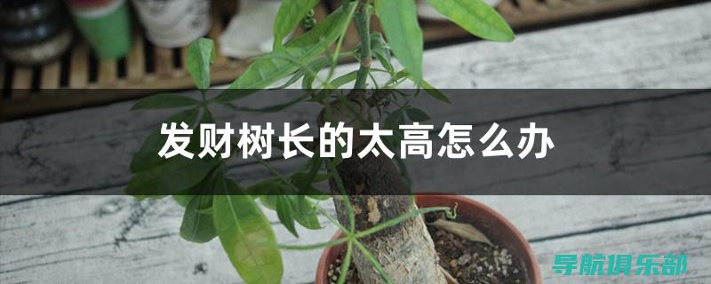 如何避免过高的SEO优化报价：节省预算的实用技巧 (如何避免过高估计自己的成绩)