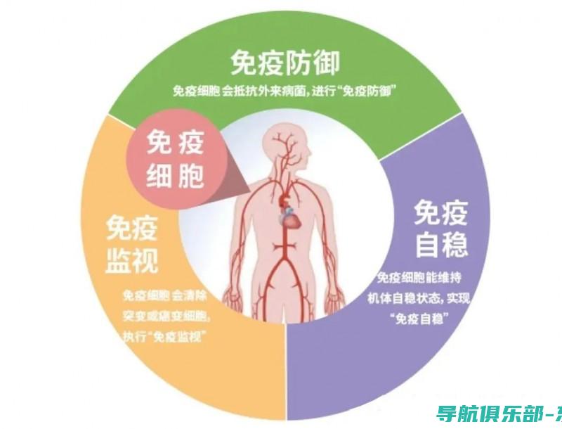 揭秘免疫系统：专家解读自身免疫性疾病的复杂机制和治疗方法 (揭秘免疫系统的案例)