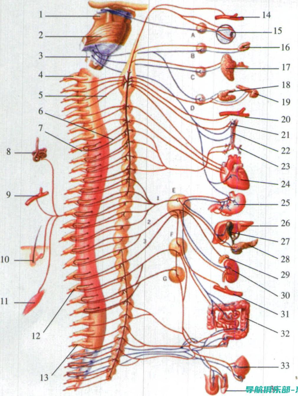 神经系统解密：揭秘大脑、神经和脊髓如何协同工作 (神经系统解剖学图谱)