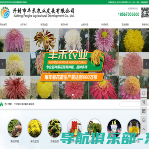 开封菊花_菊花基地_菊花苗-开封市丰禾农业发展有限公司